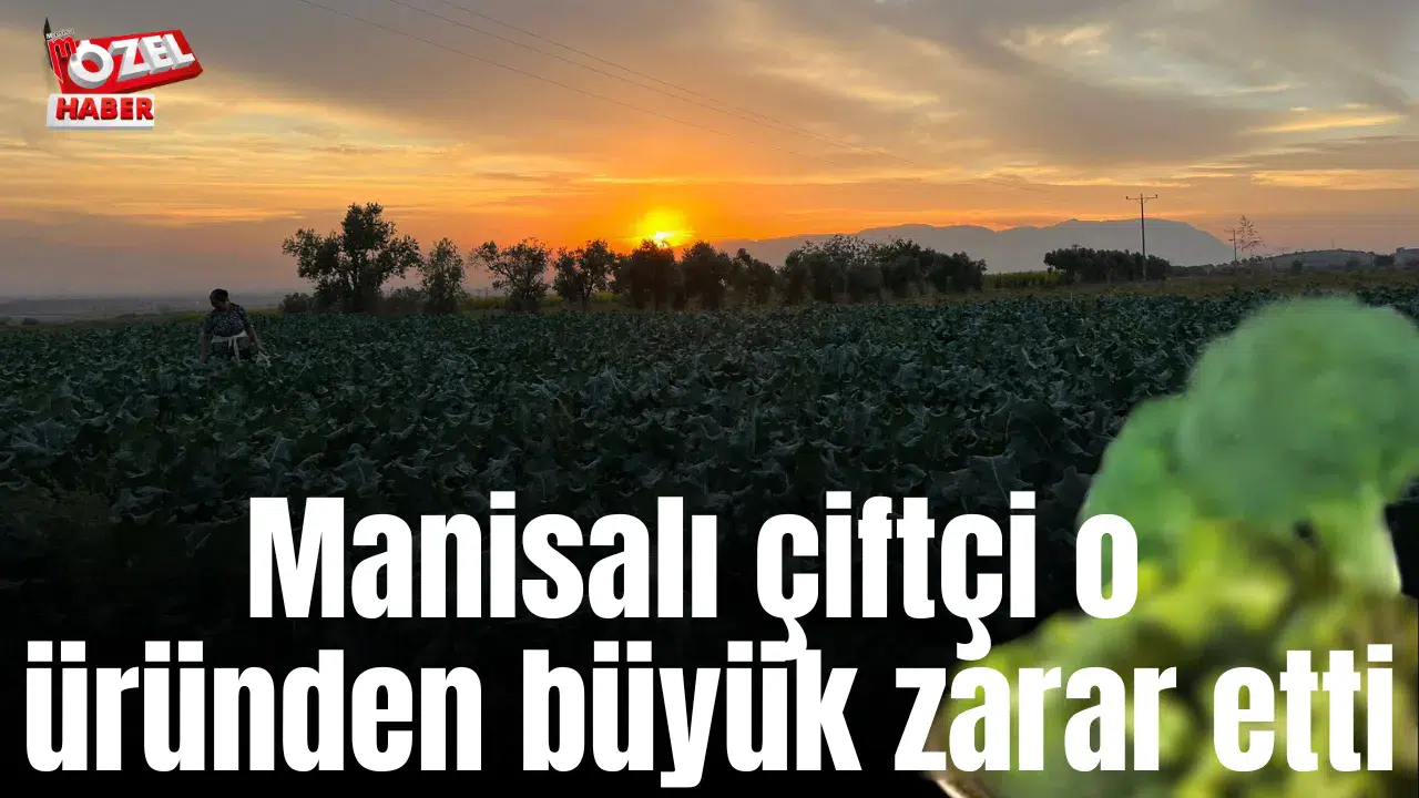 Manisalı çiftçi o üründen büyük zarar etti