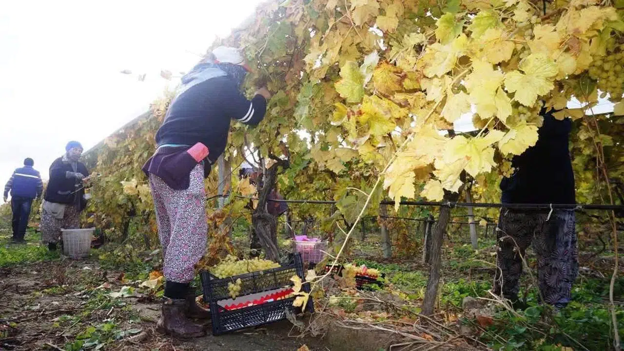 Temmuz ayında başlayan üzüm hasadı aralıksız devam ediyor