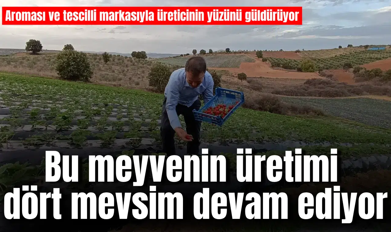 Bu meyvenin üretimi dört mevsim devam ediyor