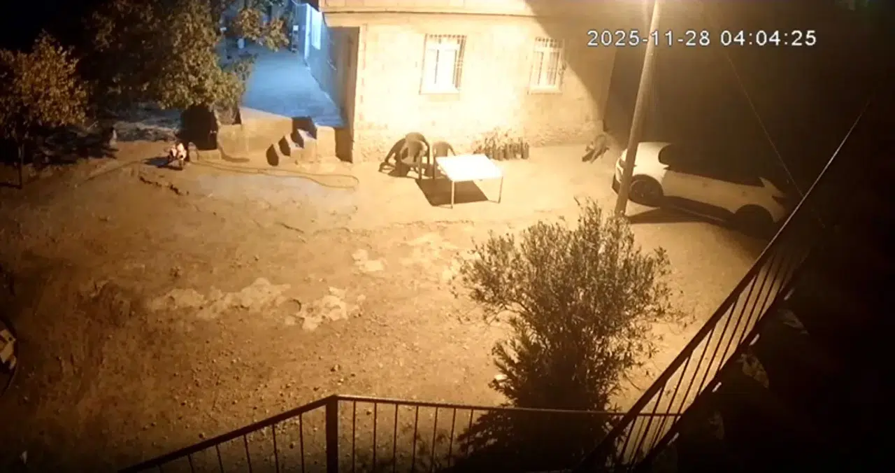 Sırtlanlar tavuk kümesine girdi: Horoz ve tavukları çaldı