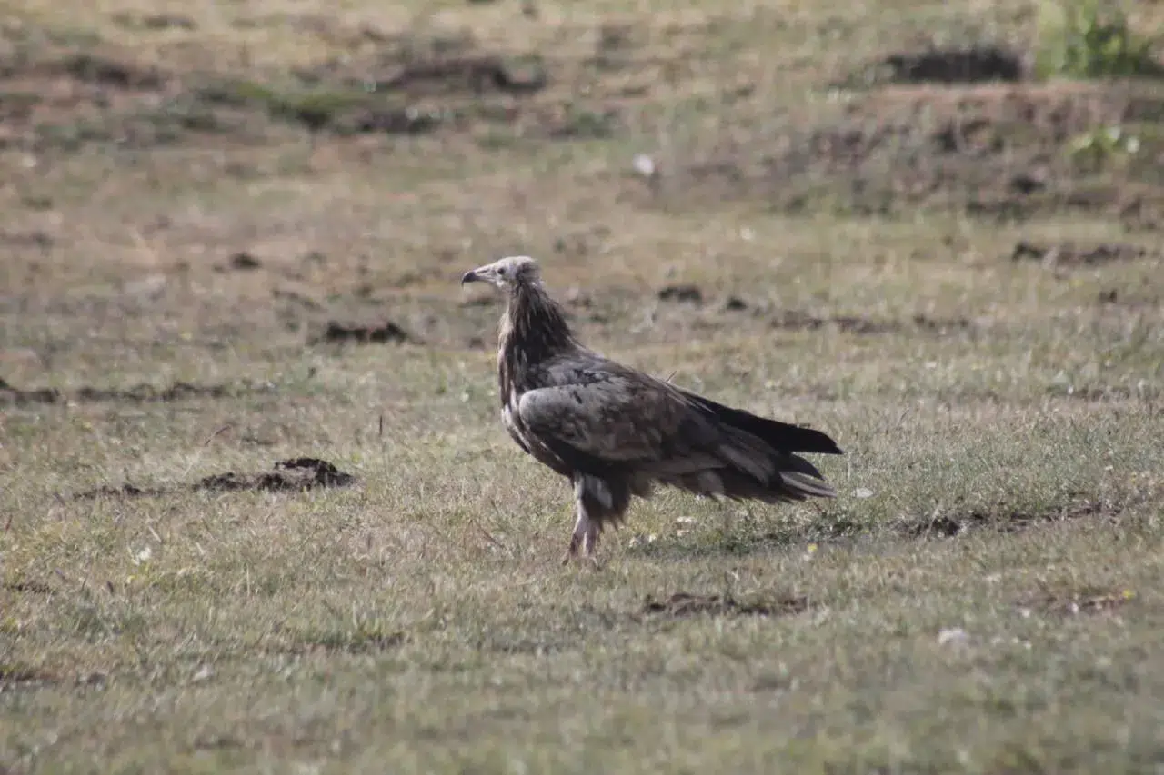 Mısır Akbabası Bayburt’ta görüldü