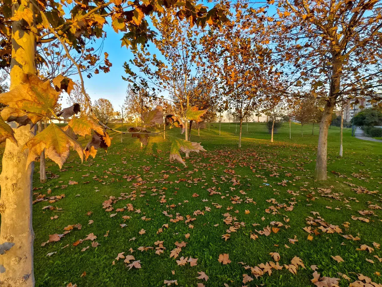 Manisa'dan sonbahar manzaraları