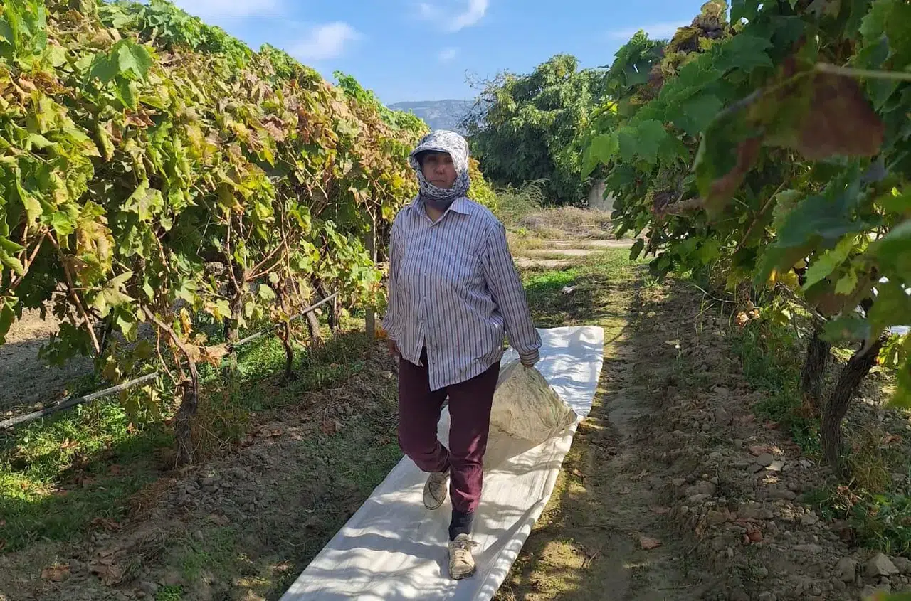 Hasat sonu bağ örtüleri toplanmaya başladı