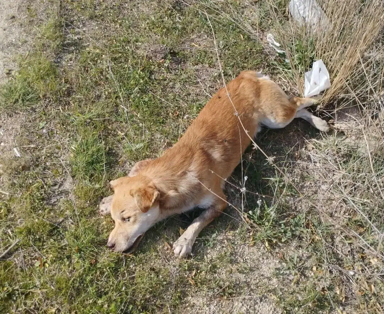 Yol kenarında çok sayıda köpek ölüsü bulundu
