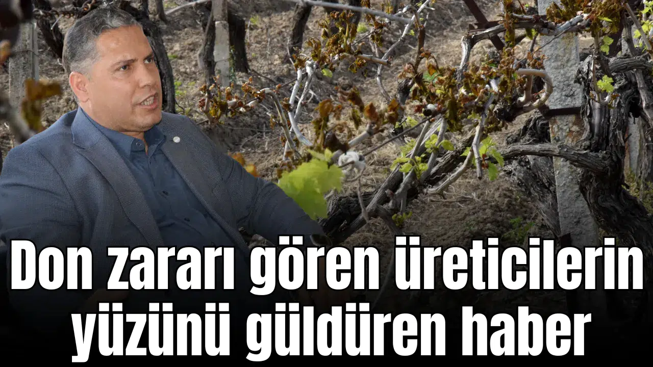 Manisa'da don zararı gören üreticilerin yüzünü güldüren haber