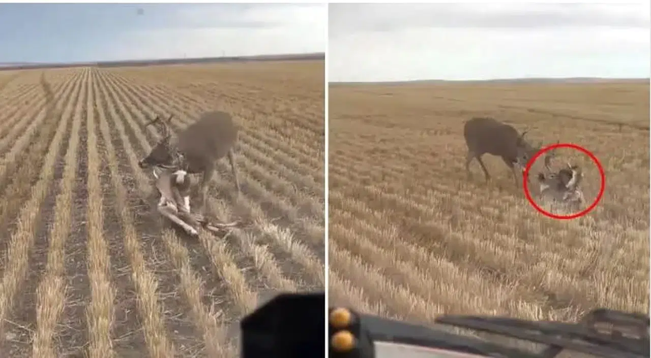 Nasıl olduğuna kimse anlam veremiyor: Bozkırın ortasında dehşete düşüren görüntü
