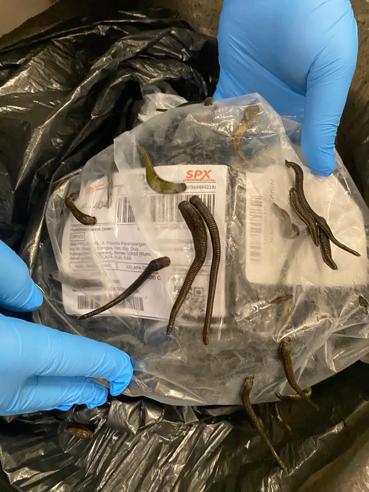 Yurtdışına sülük kaçırırken yakalandılar