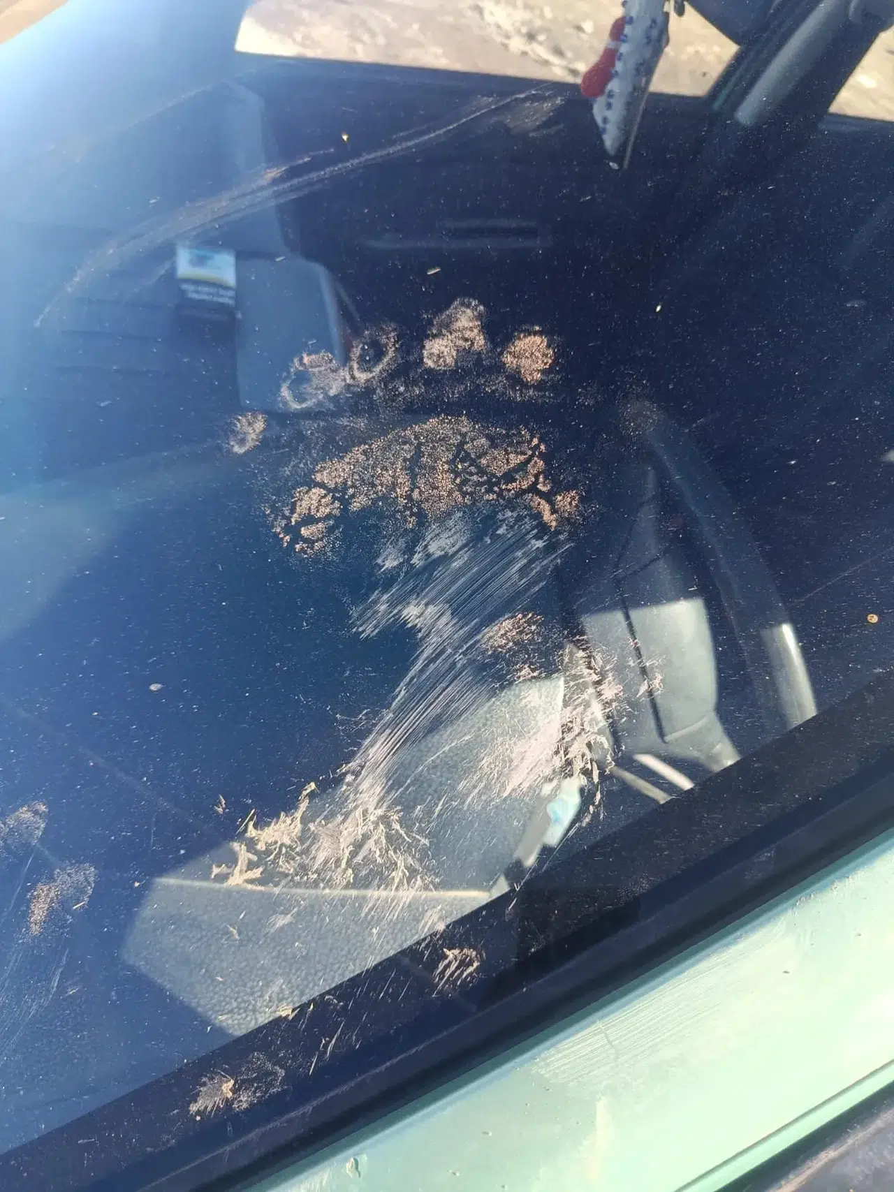 Ayı otomobili hurdaya çevirdi