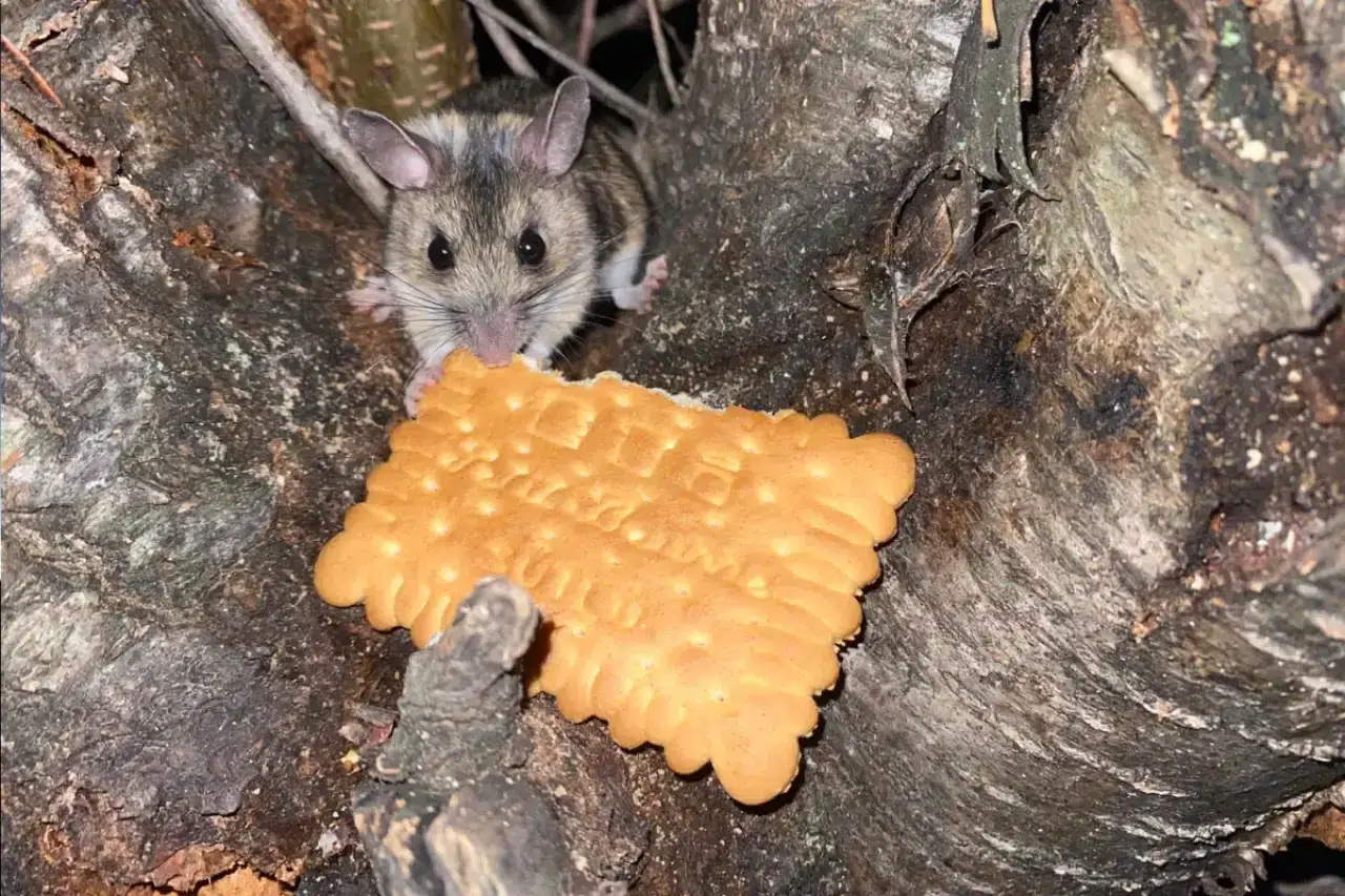 Nesli tükenmekte olan fareyi lokumlu bisküviyle besledi
