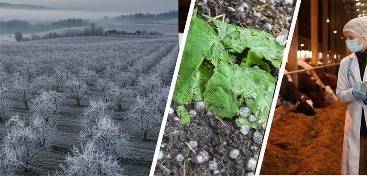 Üreticilere Kasım ayında 4,2 milyar lira hasar tazminatı