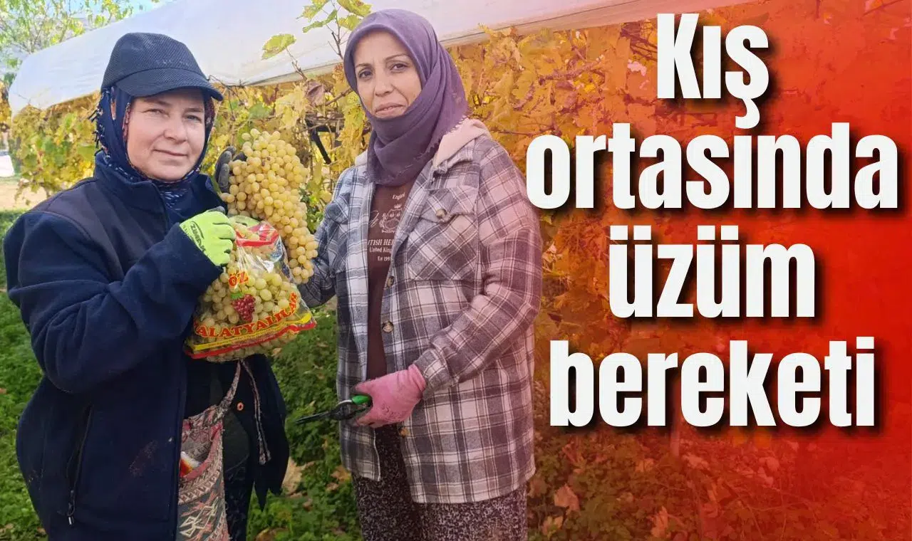 Kış ortasında üzüm bereketi