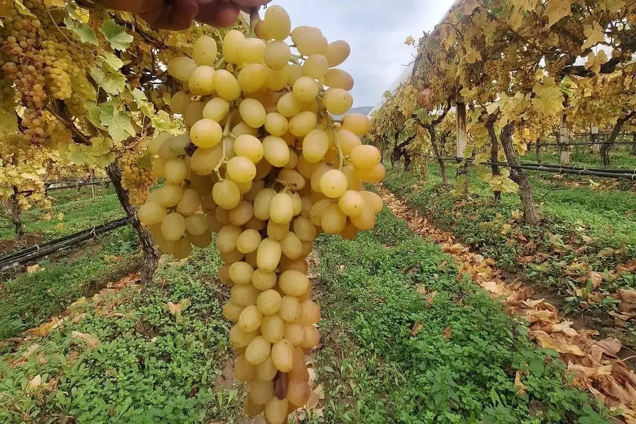 Bu üzümler Aralık ayında bile tazeliğini koruyor