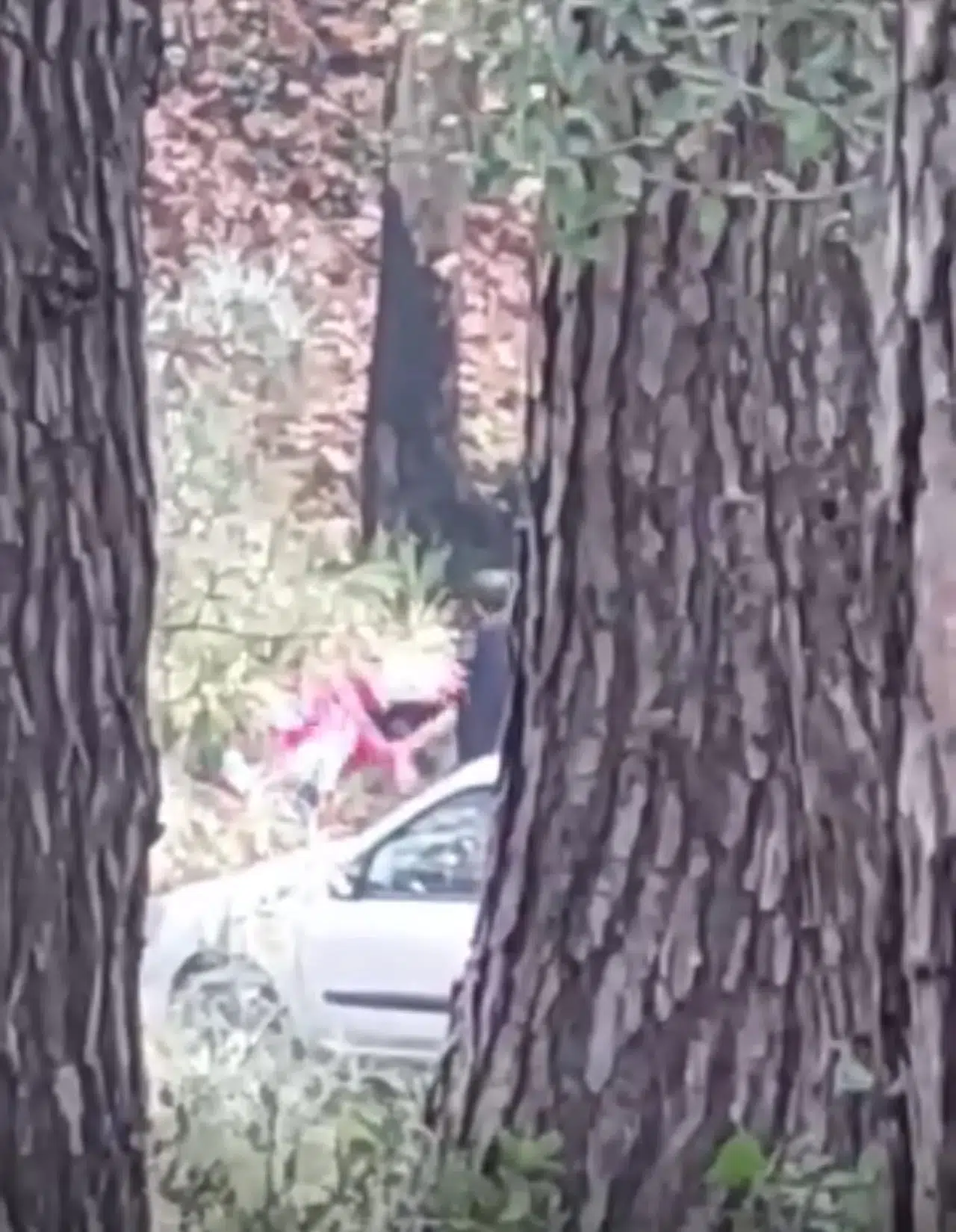 Ormanlık alanda pes dedirten görüntü