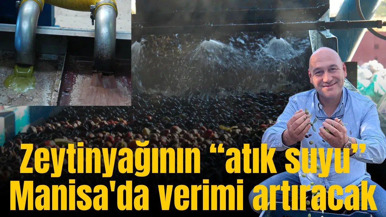 Zeytinyağının “atık suyu”  Manisa'da verimi artıracak