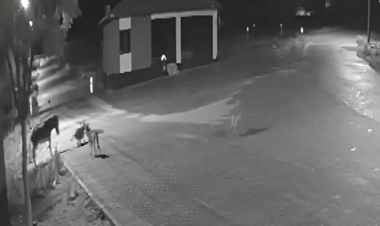 Aç kalan kurtlar mahalleye inerek eşeğe saldırdı