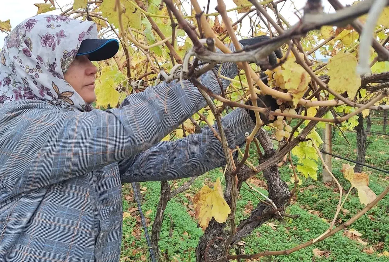 Toplanmayan üzümler ev ekonomisine kazandırılıyor