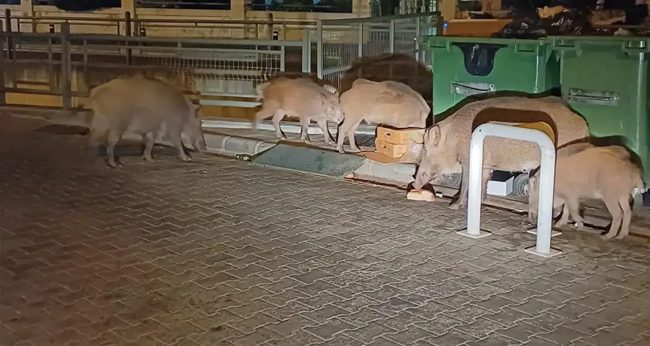 Şehri yabani domuzlar bastı!