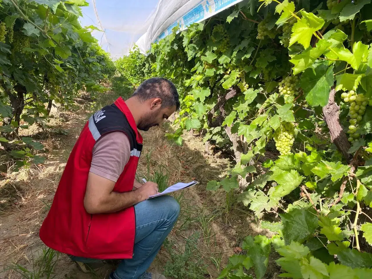 Manisa'da üzüm rekolte tahmin çalışmaları yapıldı