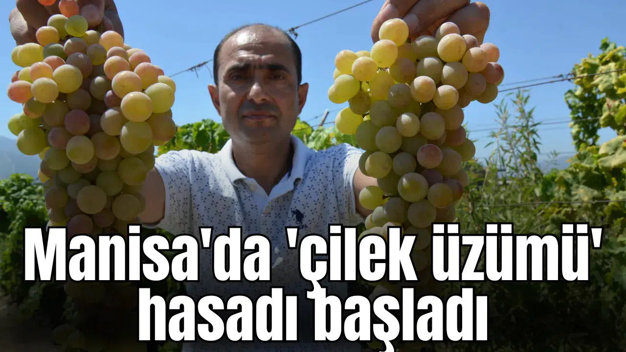 Manisa'da 'çilek uzümü' hasadı başladı