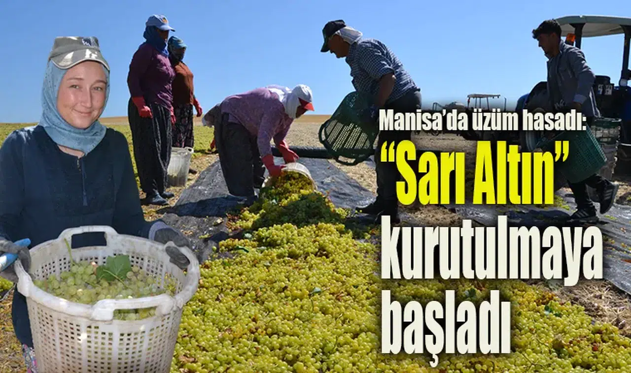 Manisa’da sarı altın hasadı başladı: İlk üzümler sergiye bırakıldı