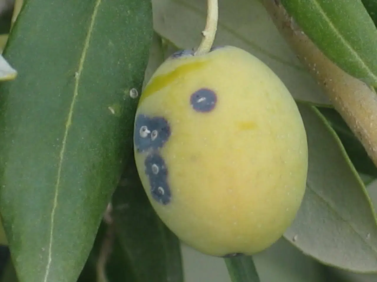 Manisalı üreticilere ‘Zeytin Kabuklu Biti’ uyarısı