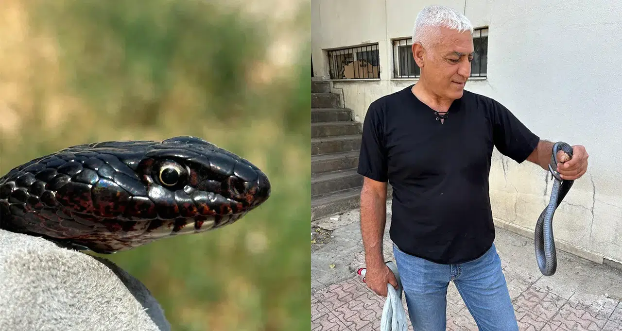 Tuvaletten yılan çıktı!