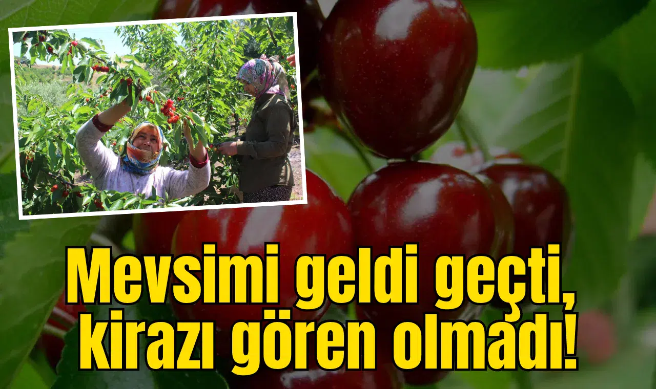 Mevsimi geldi geçti, kirazı gören olmadı!