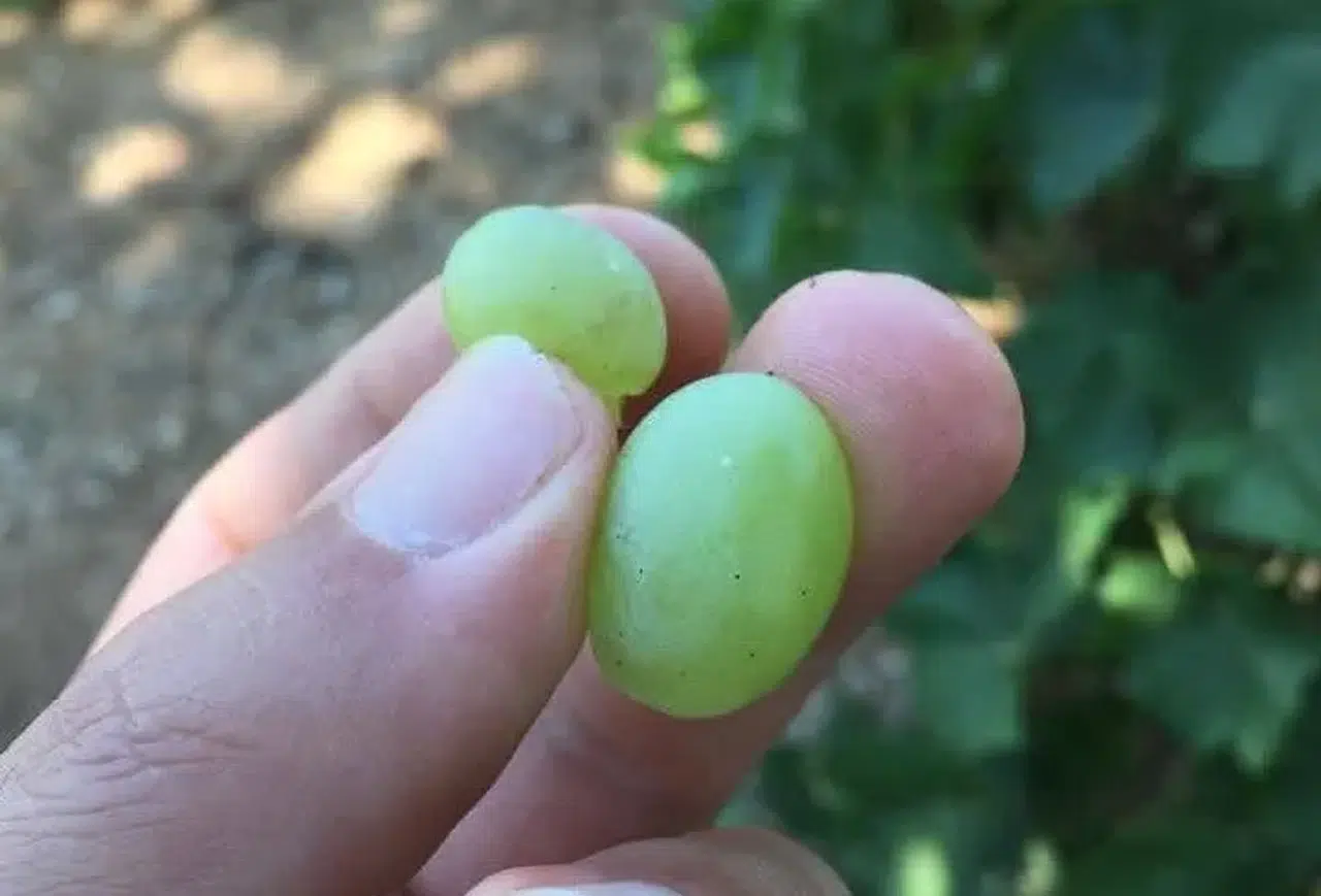 Salkım güvesi için ilaçlamalar başladı