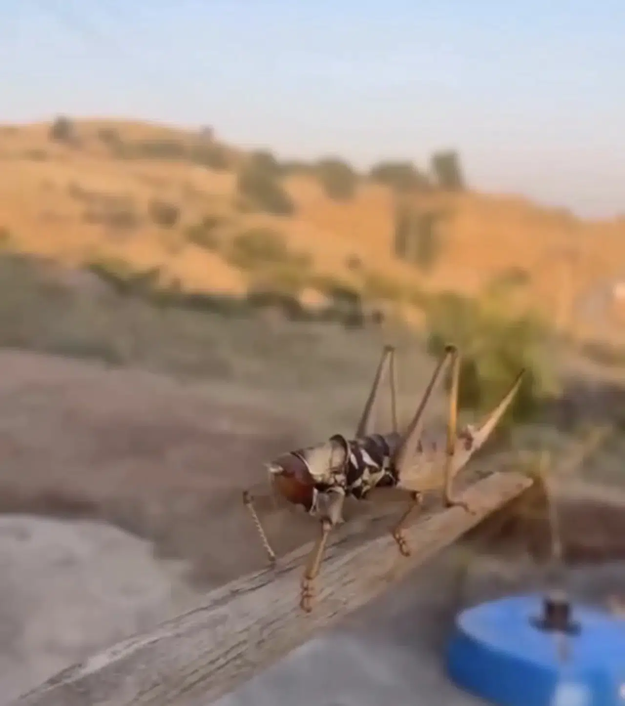 Dev etçil çekirge görenleri şok etti