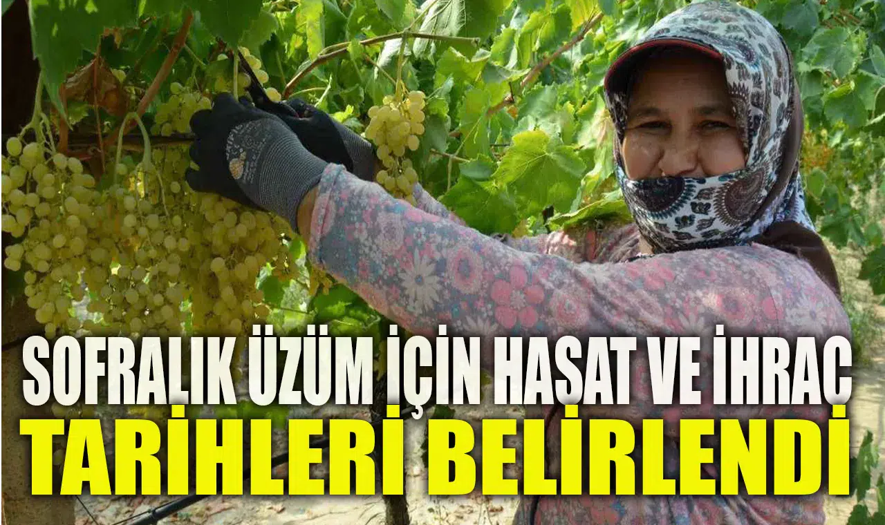 SOFRALIK ÜZÜM İÇİN HASAT VE İHRAÇ TARİHLERİ BELİRLENDİ