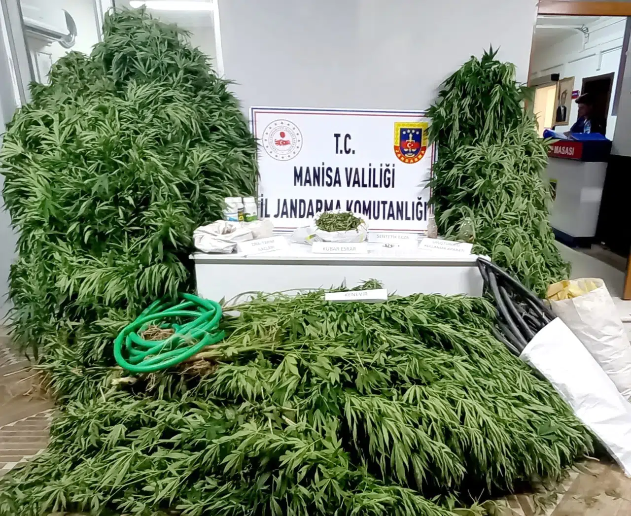 Manisa'da 12 bin kök kenevir bitkisi ele geçirildi