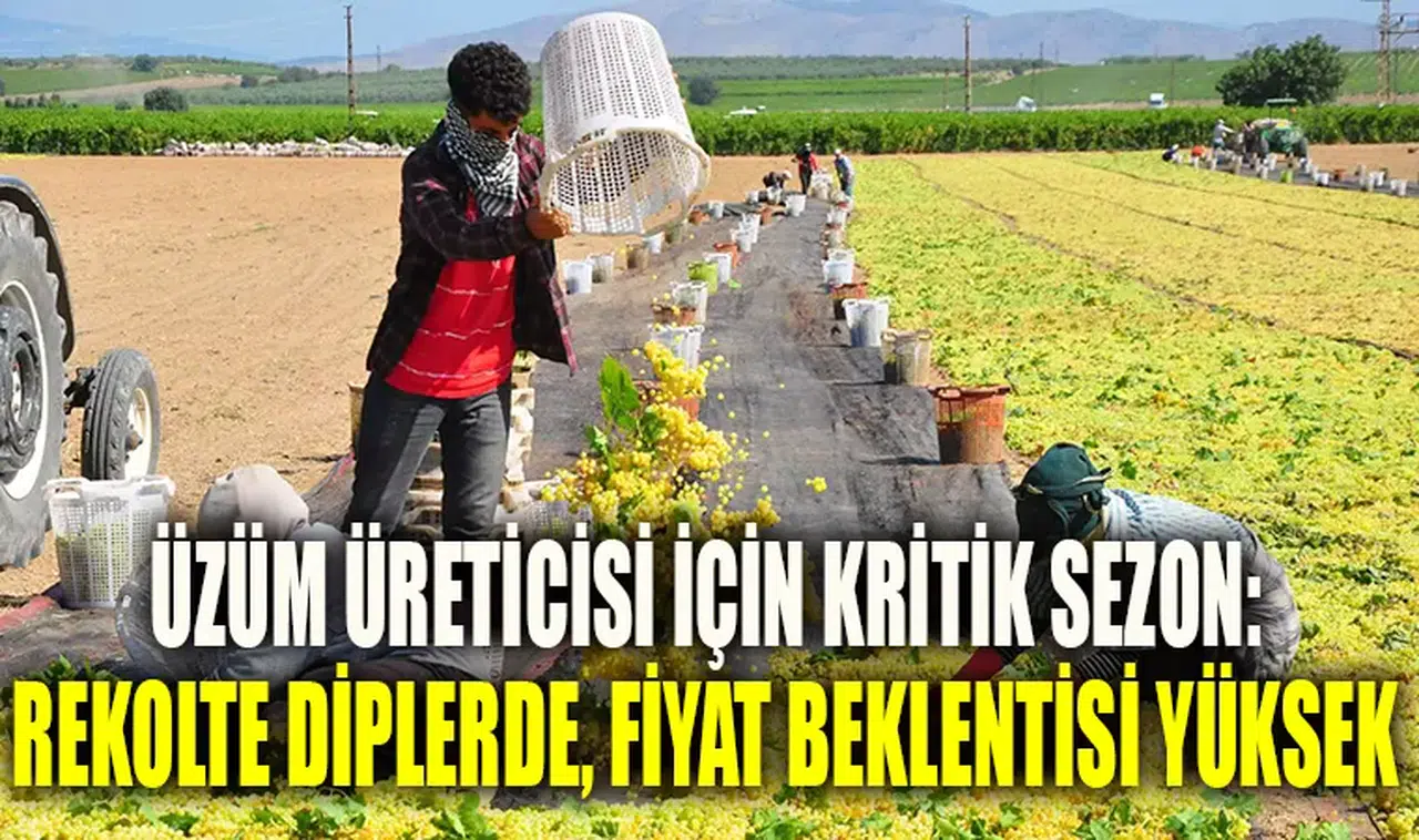 Üzüm üreticisi için kritik sezon: Rekolte diplerde, fiyat beklentisi yüksek
