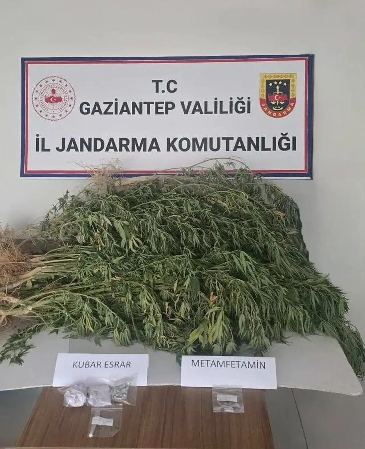 Jandarma 145 kök kenevir ele geçirdi