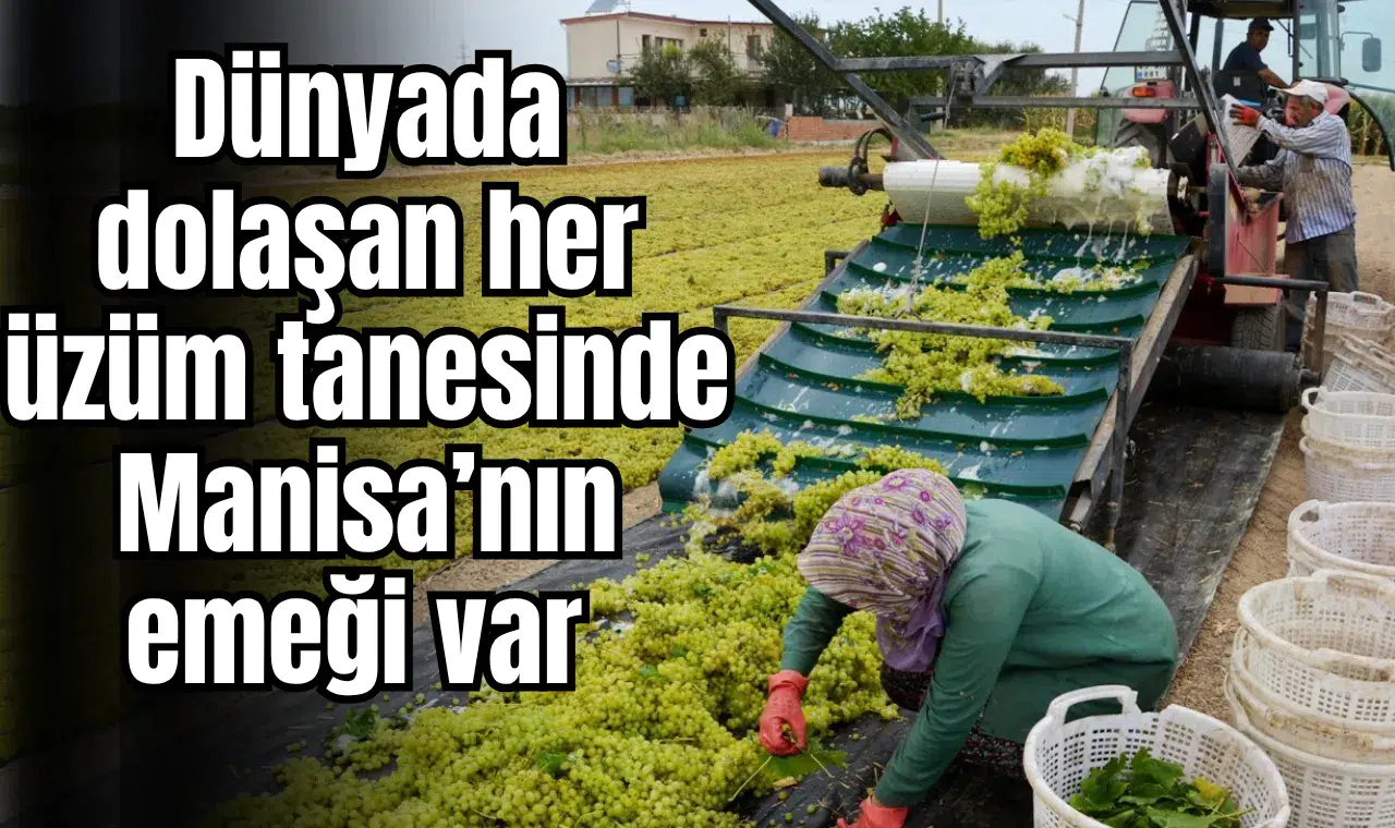 Dünyada dolaşan her üzüm tanesinde Manisa’nın emeği var