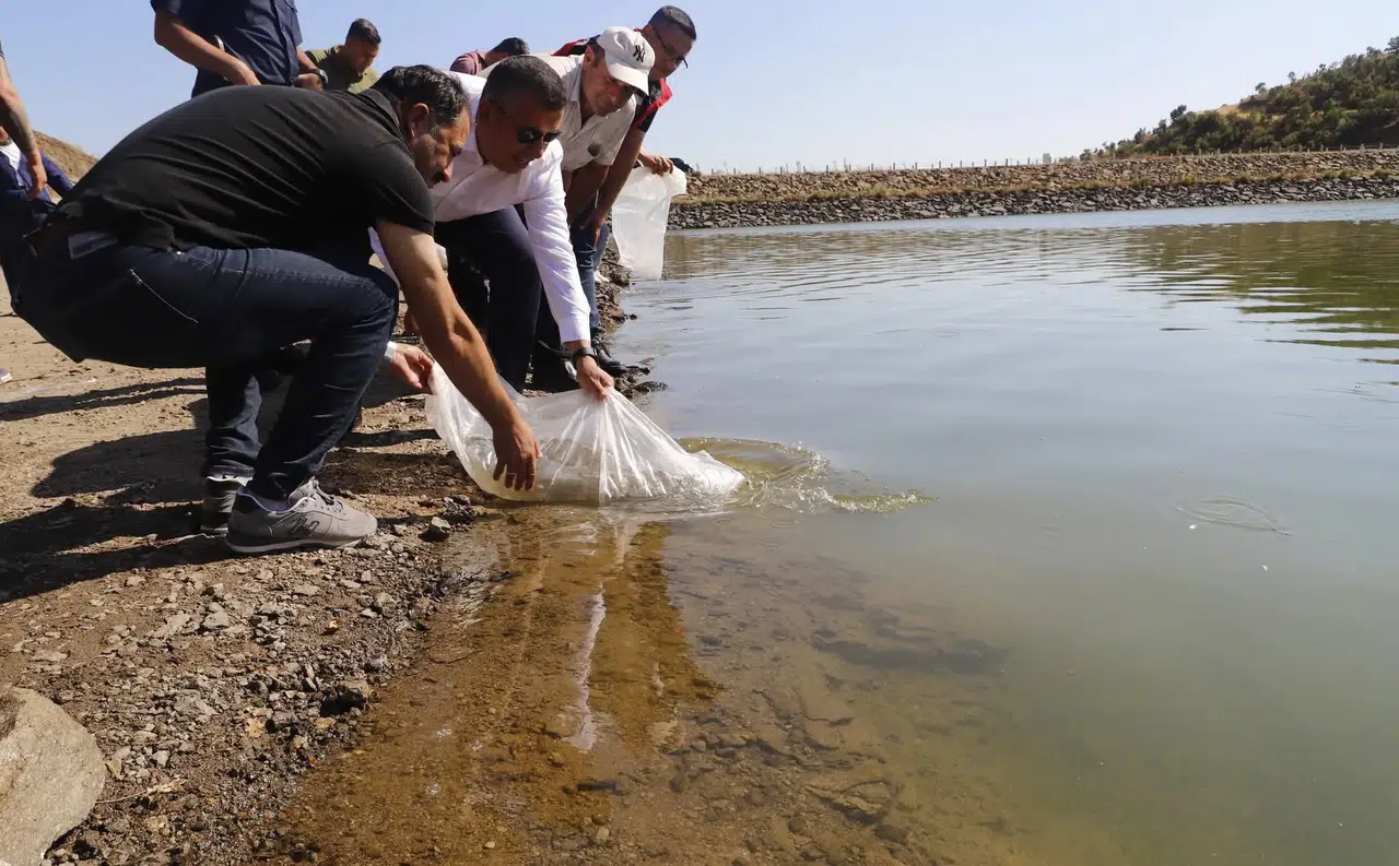 6 mahalledeki göletlere sazan yavrusu bırakıldı
