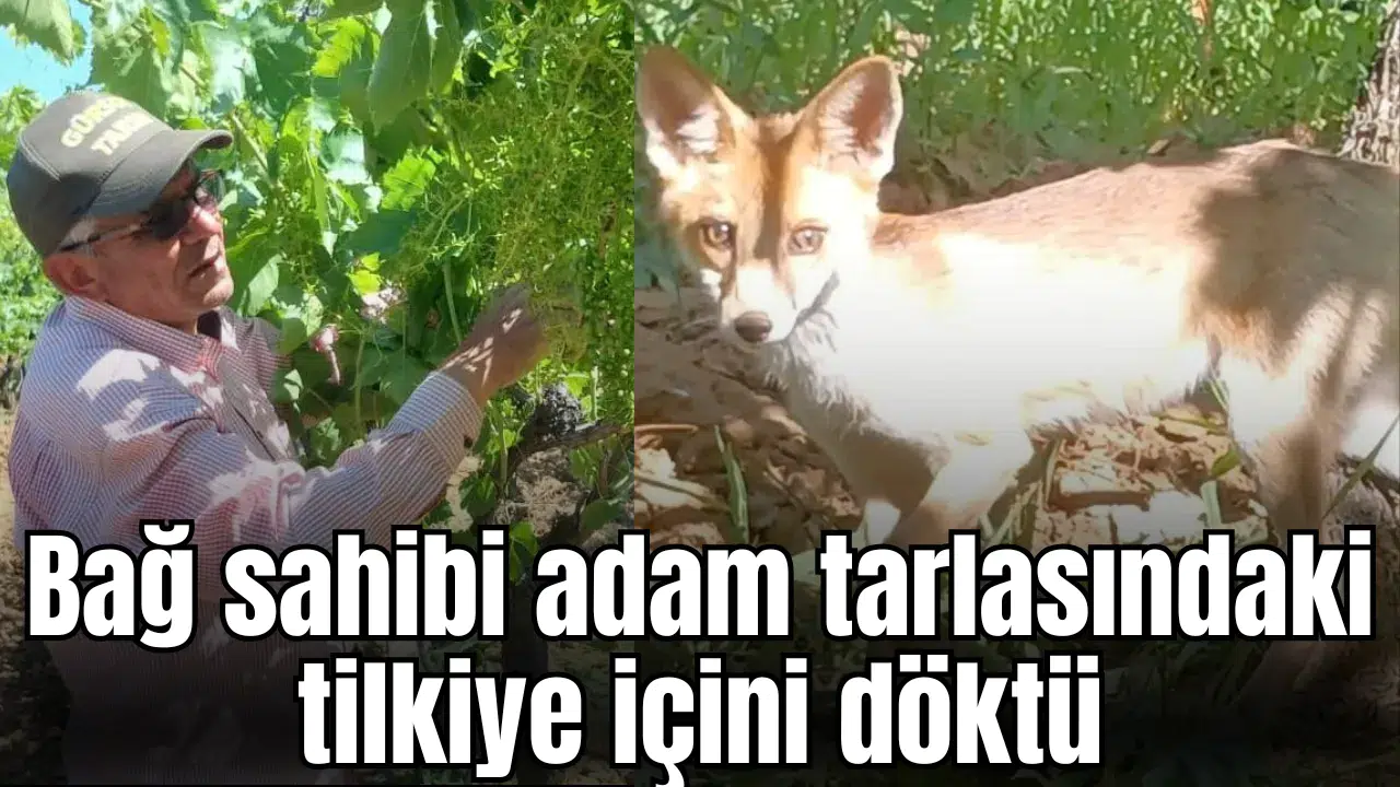 Bağ sahibi adam tarlasındaki tilkiye içini döktü