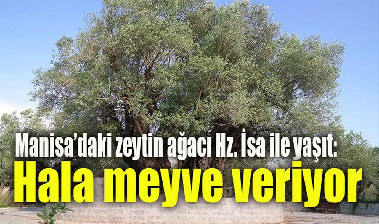 İlçedeki zeytin ağacı Hz. İsa ile yaşıt: Hala meyve veriyor