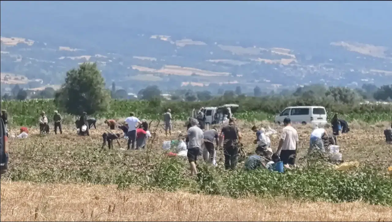 Bedava patatesi duyan tarlaya koştu