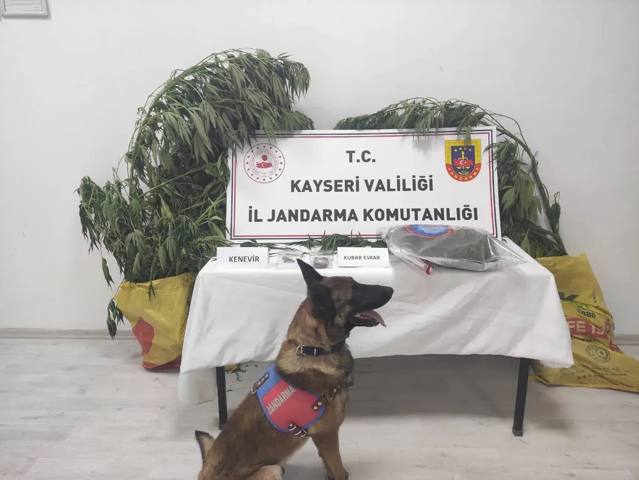 Jandarmadan kök kenevir operasyonu