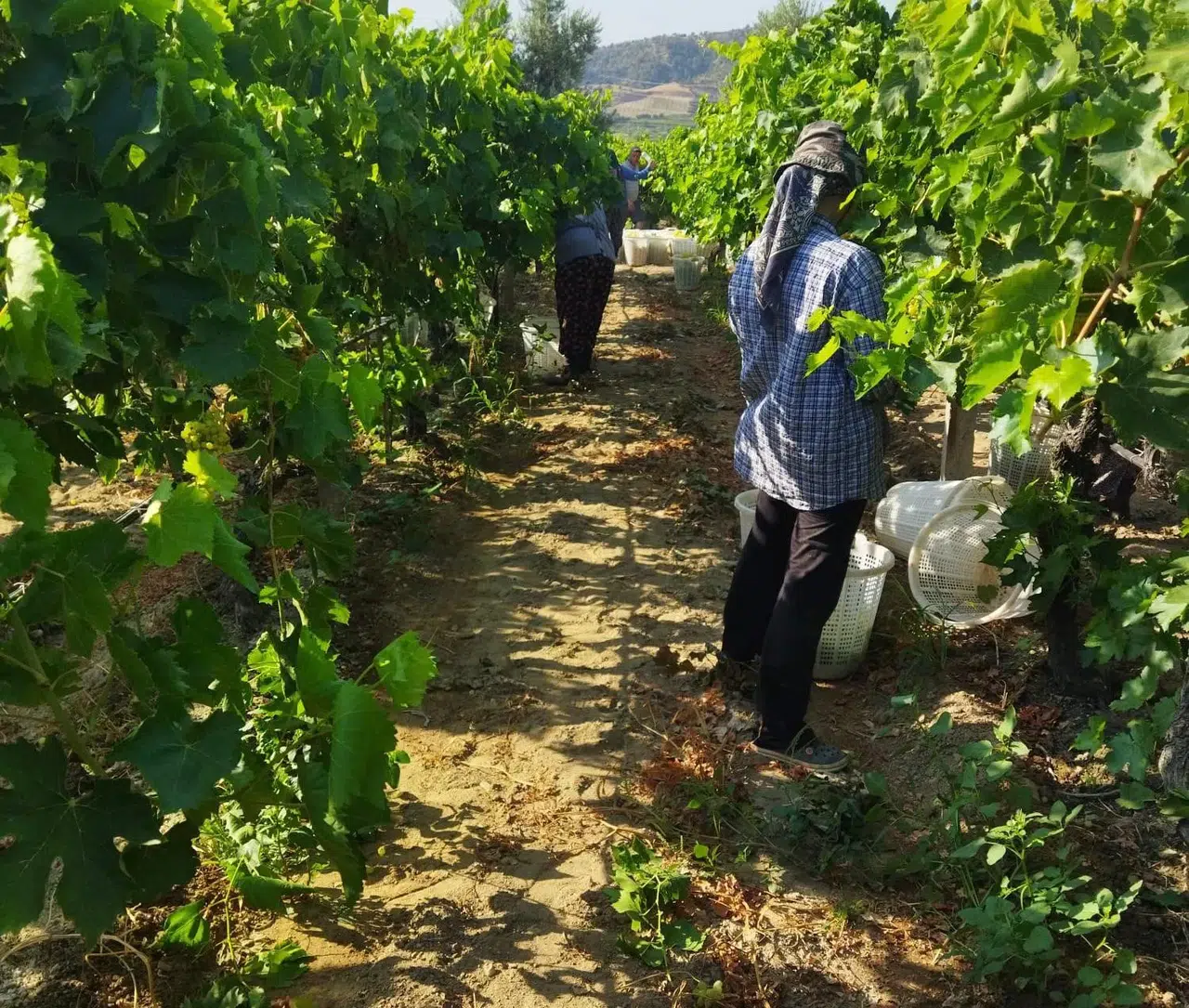 Manisa'da üzüm hasadı başladı