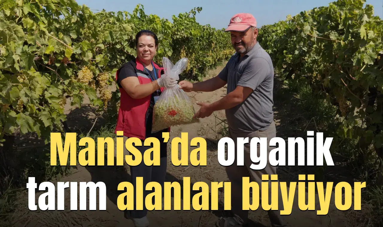Manisa’da organik tarım alanları büyüyor