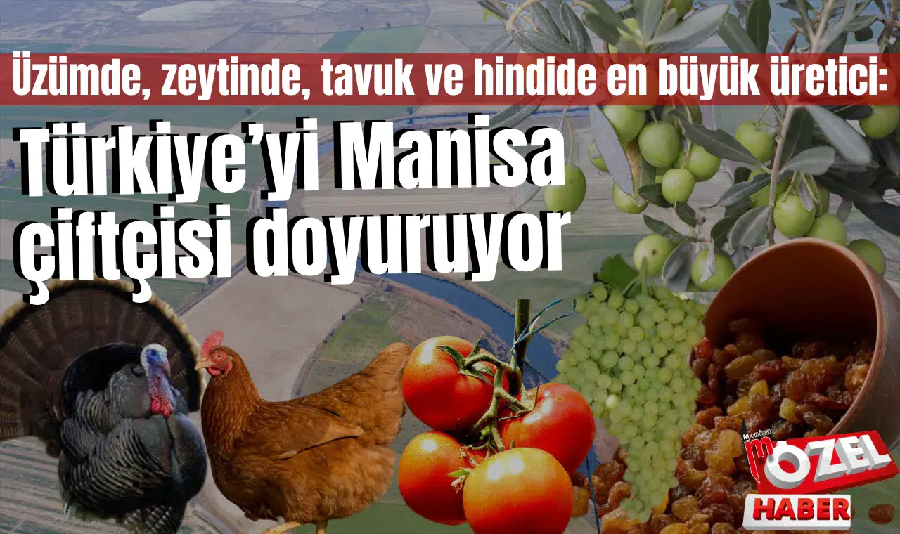 Üzümde, zeytinde, tavuk ve hindide en büyük üretici: Türkiye’yi Manisa çiftçisi doyuruyor