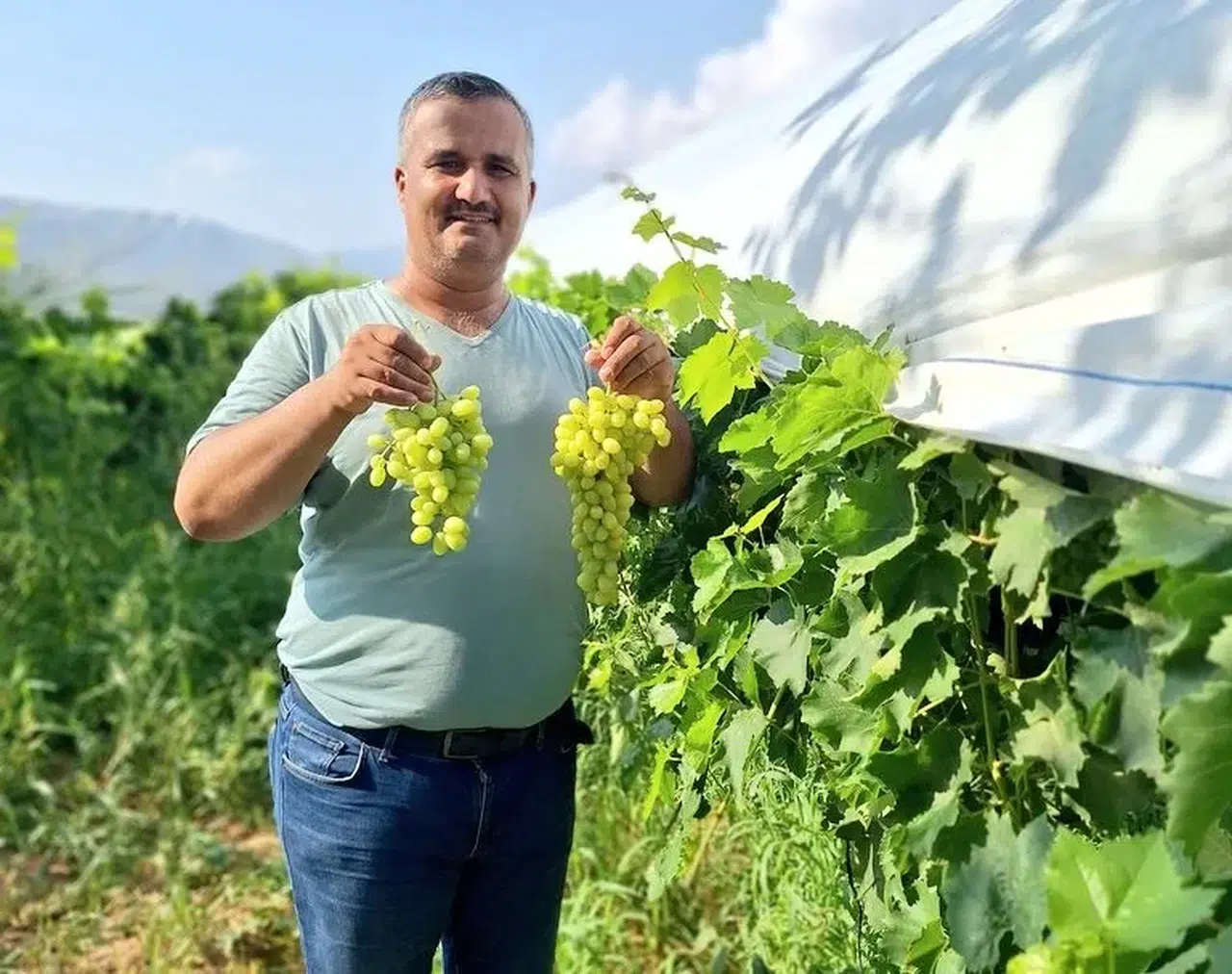 Manisalı üzüm üreticileri mallarını bakın nasıl tanıtıyor