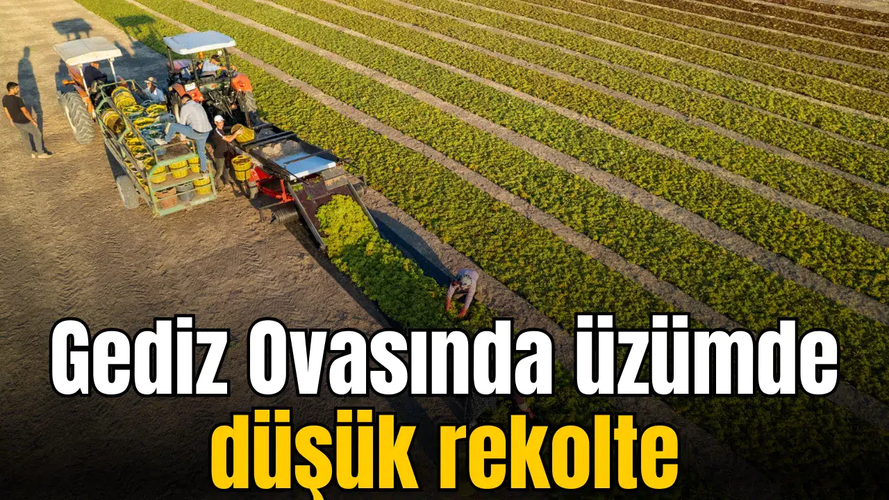 Manisa'da üzüm hasadında rekoltede büyük kayıp