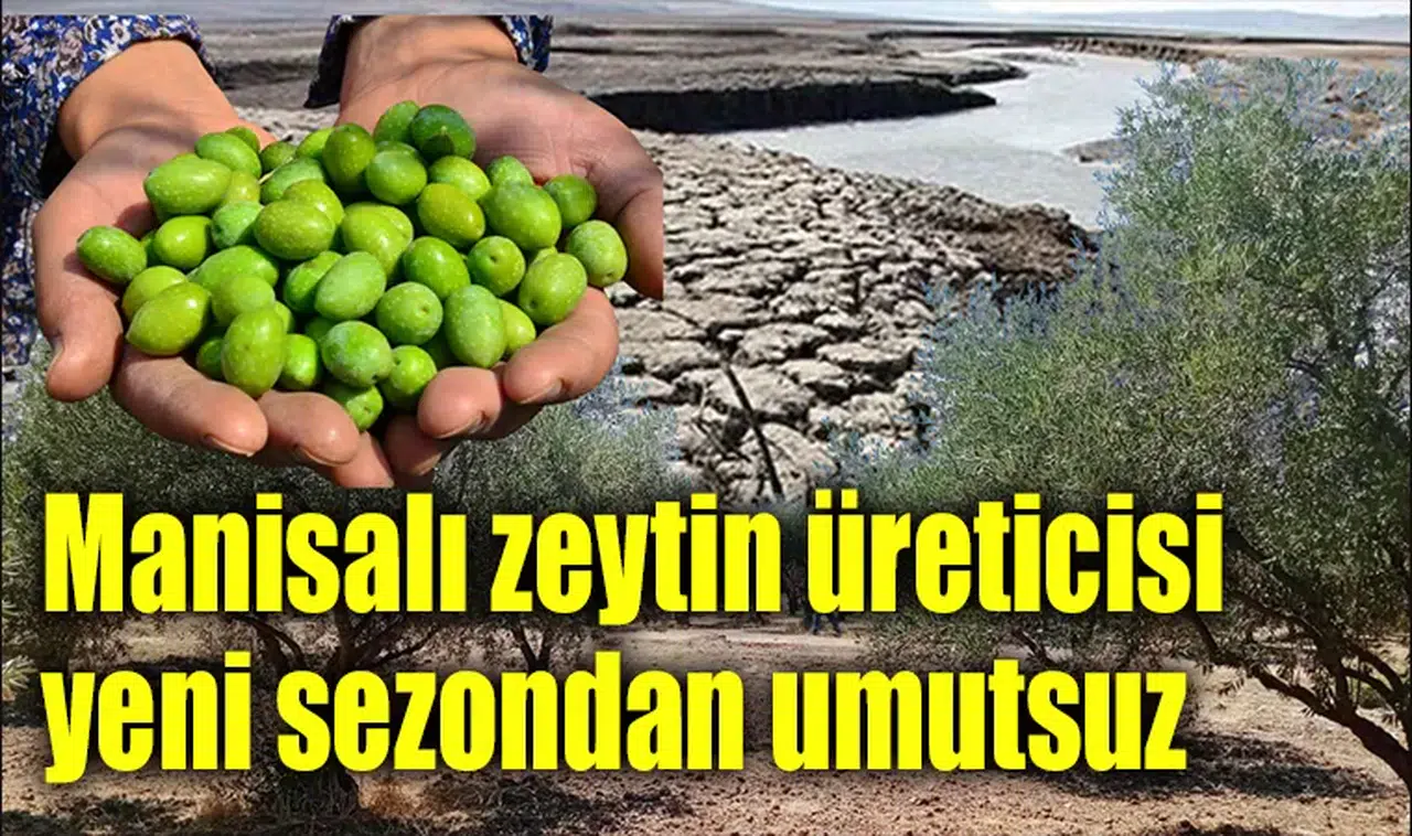 Zeytin tarlasında alarm!