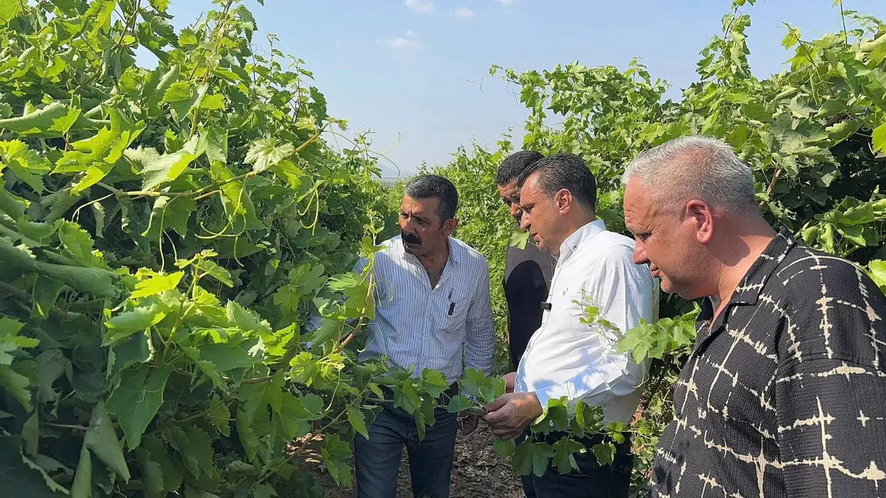 Manisa'da üzümcüler dert yandı