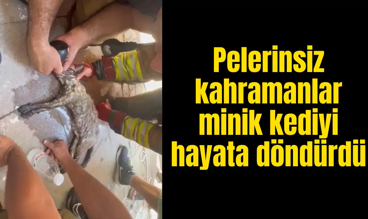 Pelerinsiz kahramanlar minik kediyi hayata döndürdü