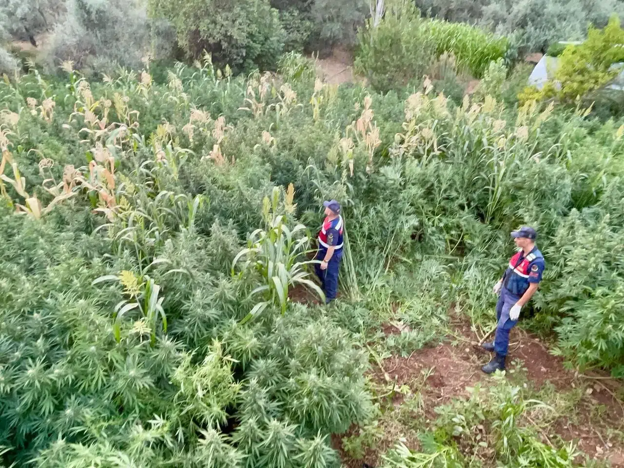 Mısır tarlasından bakın ne çıktı
