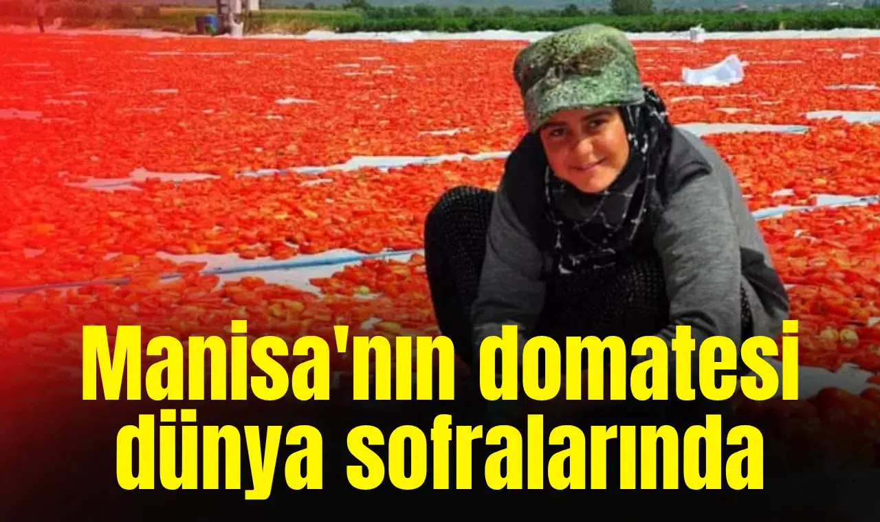 Manisa'nın domatesi dünya sofralarında