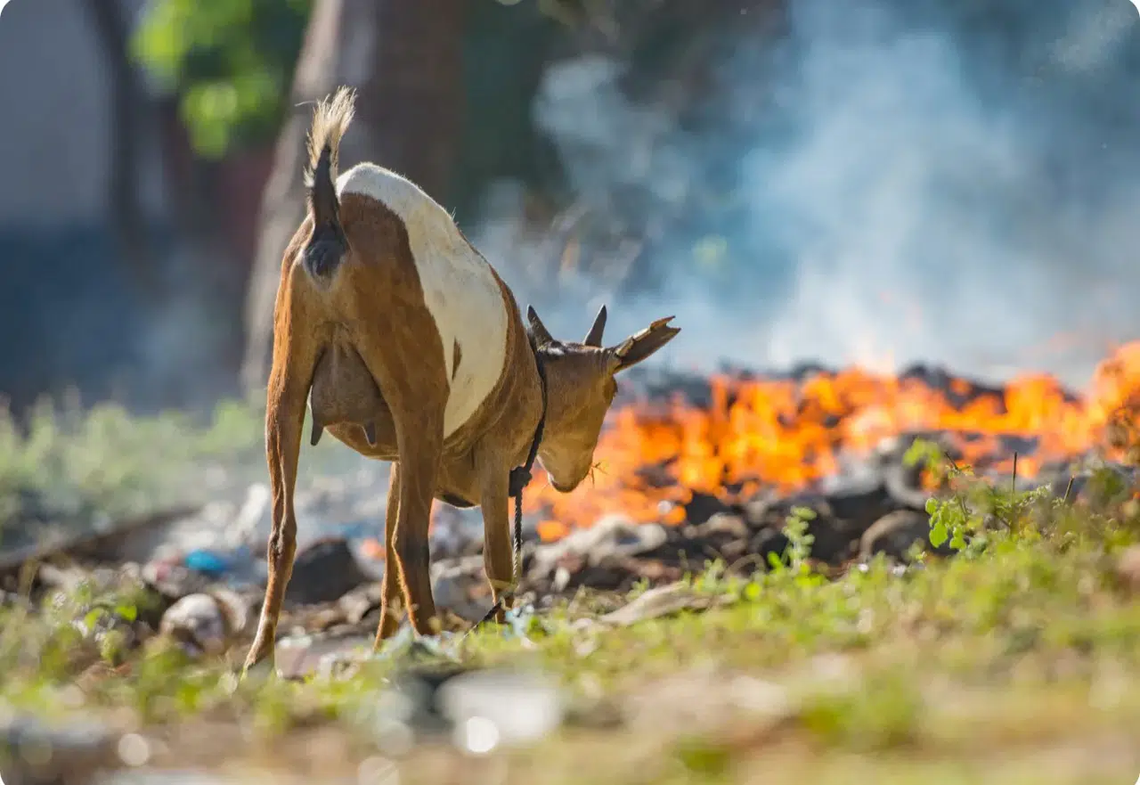 VETERİNER HEKİMLERDEN YANGINLARDA SOSYAL SORUMLULUK